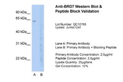 BRD7 Antibody, Novus Biologicals 100 &mu;L; Unconjugated:Antibodies, Polyclonal